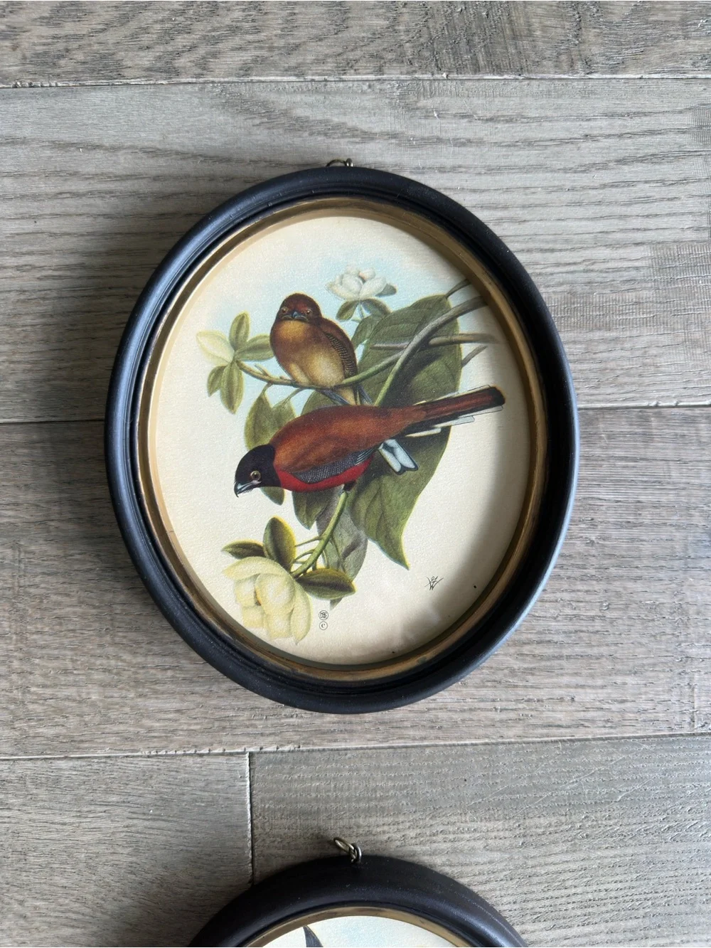 Vintage Red and Brown Bird Oval Wall Art Set